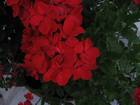 img_0969.jpg